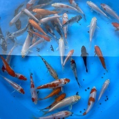 錦鯉の稚魚　水槽飼育　1匹