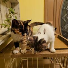 保護仔猫の兄妹