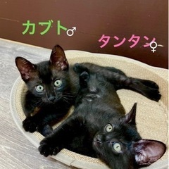 ブラックタイガーのタンタンとカブト