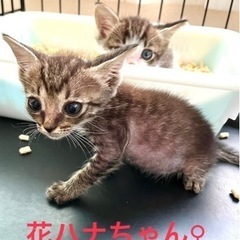 キジシロレディース