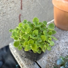 生活雑貨 家庭用品 ガーデニングの画像