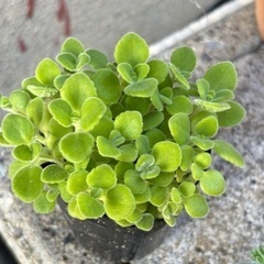 生活雑貨 家庭用品 ガーデニング