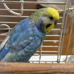 【一時募集停止中】セキセイインコの里親様募集