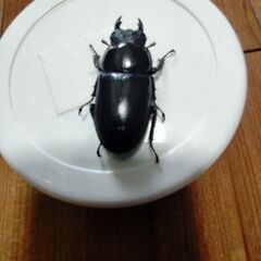 インドアンタエウス　アルナーチャル・プラデーシュ州産の画像