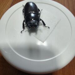 インドアンタエウス　アルナーチャル・プラデーシュ州産