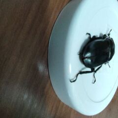 インドアンタエウス　アルナーチャル・プラデーシュ州産の画像