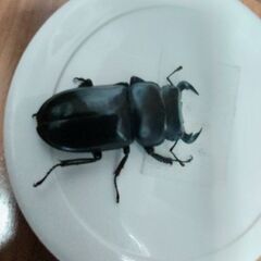 インドアンタエウス　アルナーチャル・プラデーシュ州産の画像