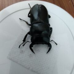 インドアンタエウス　アルナーチャル・プラデーシュ州産の画像