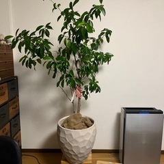家具 インテリア雑貨/小物 置物、オブジェ