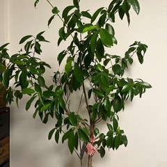 家具 インテリア雑貨/小物 置物、オブジェの画像