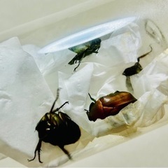 【夏限定】カナブン　1匹　成虫　サイズフリー・カラー指定なし