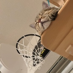 ソフトテニスしませんか？