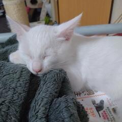 R6年4月産まれ、猫里親募集