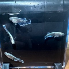 メダカ　人気種　エメキン　15匹