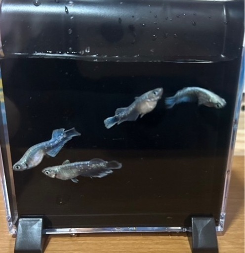 メダカ　人気種　エメキン　卵
