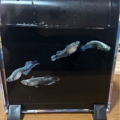 メダカ　人気種　エメキン　卵
