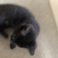 生後60日のメス黒子猫の里親募集