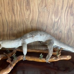 【問い合わせ中】大トカゲ？の剥製の画像