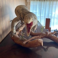 【問い合わせ中】大トカゲ？の剥製