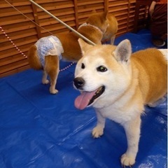 柴　説明欄の①〜④の質問の回答必須