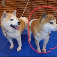 柴４歳　　注意❗️説明欄の①〜④の質問に回答必須。