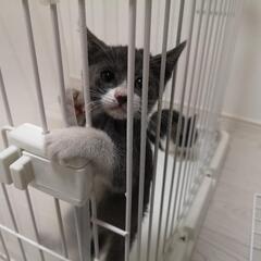 グレースタイルの猫ちゃん
