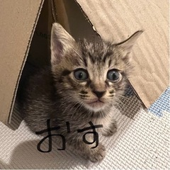生後2ヶ月おてんば3兄妹