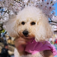 犬友達