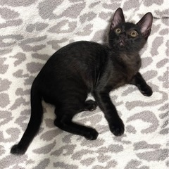 生後3〜4ヶ月  黒猫 子猫 男の子 決まりました！