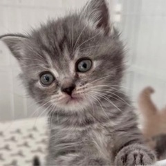 98000円★スコティッシュフォールド　女の子　