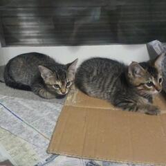子猫をお譲りいたします。