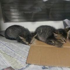 子猫をお譲りいたします。 - 日立市