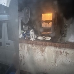 お願いします！譲ってください！