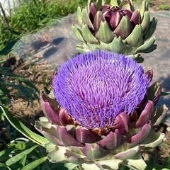 大きな紫色のお花