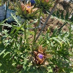 大きな紫色のお花の画像
