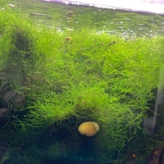 ウィローモスの画像