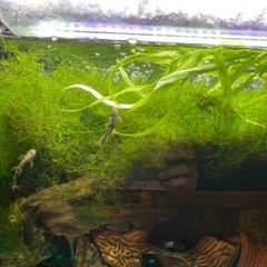 ウィローモスの画像