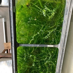 アナカリス10本くらい（金魚やメダカ、エビなどにいかがですか）の画像