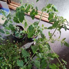 ワイヤープランツ（大量）、アイビー（大量）、ミニトマトの苗（数本）もらってください！の画像