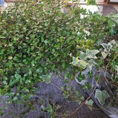 ワイヤープランツ（大量）、アイビー（大量）、ミニトマトの苗（数本...