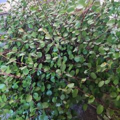 ワイヤープランツ（大量）、アイビー（大量）、ミニトマトの苗（数本）もらってください！の画像