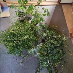 ワイヤープランツ（大量）、アイビー（大量）、ミニトマトの苗（数本）もらってください！の画像