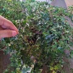 ワイヤープランツ（大量）、アイビー（大量）、ミニトマトの苗（数本）もらってください！の画像