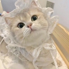 猫用品、日用品、ベビー用品