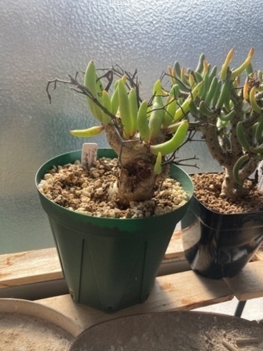 万物想　チレコドンレティキュラタス　塊根植物　観葉植物　生活雑貨 家庭用品 ガーデニング