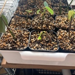 プセウドボンバックスエリプティクム　ボンバックス　塊根植物　観葉...