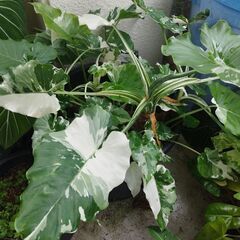 アロカシアオドラバリエガータ特大株の画像