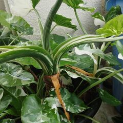 アロカシアオドラバリエガータ特大株の画像