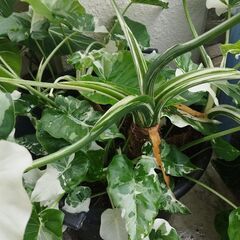 アロカシアオドラバリエガータ特大株の画像