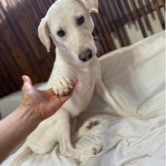 ニコるんちゃん